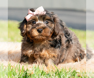 Medium Maltipoo (Toy)