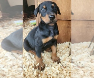 Doberman Pinscher Puppy for sale in MOUNT AIRY, NC, USA