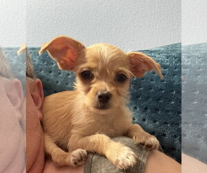 Chihuahua-Unknown Mix Dogs for adoption in Phoenix, AZ, USA