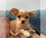 Small Chihuahua Mix