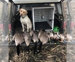 Small Photo #1 Labrador Retriever Puppy For Sale in MERIDEN, KS, USA