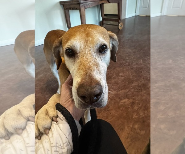 Medium Photo #5 Mutt Puppy For Sale in Stratham, NH, USA