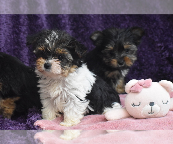 Medium Photo #4 Yorkshire Terrier Puppy For Sale in ELDORADO, OH, USA