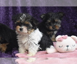 Small #3 Yorkshire Terrier