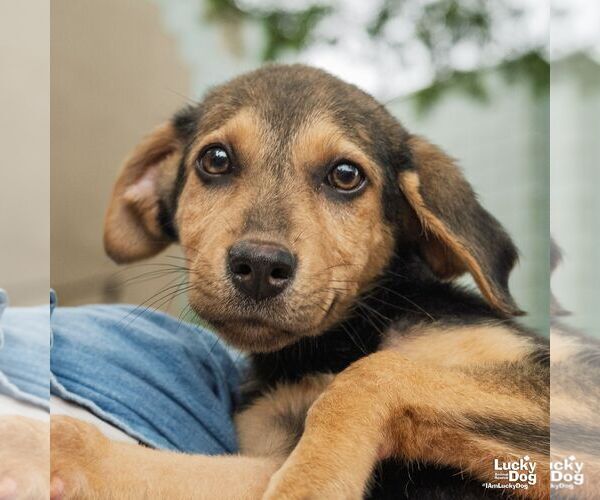 Medium Photo #5 Mutt Puppy For Sale in Washington, DC, USA