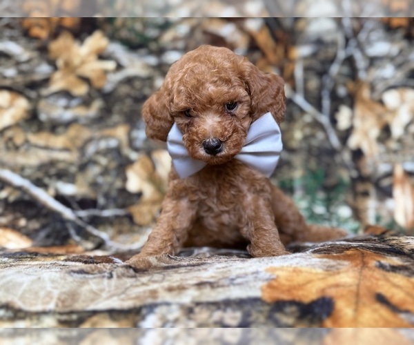 Medium Photo #1 Cavapoo (Miniature) Puppy For Sale in LAKELAND, FL, USA