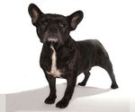 Small #1 French Bulldog Mix