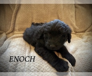 Labradoodle Puppy for sale in MELVERN, KS, USA