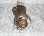 Small #42 American Bully