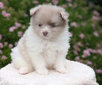 Small Photo #28 Pomeranian Puppy For Sale in GOSHEN, IN, USA