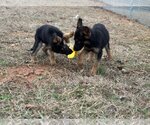 Small Photo #5 German Shepherd Dog-Unknown Mix Puppy For Sale in MECHANICSBURG, PA, USA