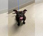 Small French Bulldog Mix