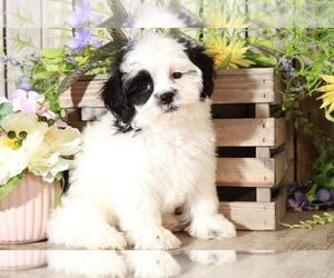 Maltese Puppy for sale in MOUNT VERNON, OH, USA