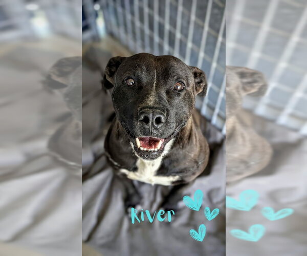 Medium Photo #9 Mutt Puppy For Sale in Monte Vista, CO, USA