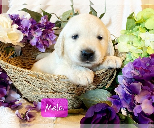Medium Photo #5 Golden Retriever Puppy For Sale in MARSHFIELD, MO, USA