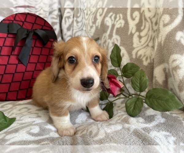 Medium Photo #10 Dachshund Puppy For Sale in SHILOH, OH, USA