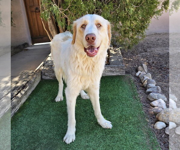 Medium Photo #3 Great Pyrenees Puppy For Sale in Albuquerque, NM, USA