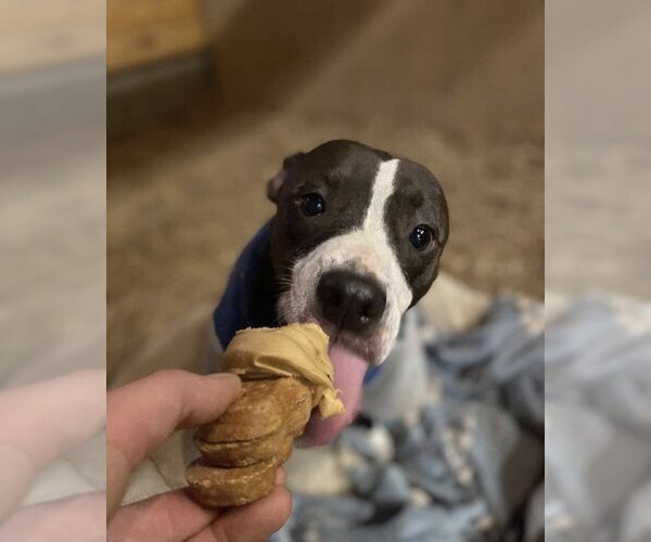 Medium Photo #2 Staffordshire Bull Terrier Puppy For Sale in Maryville, TN, USA