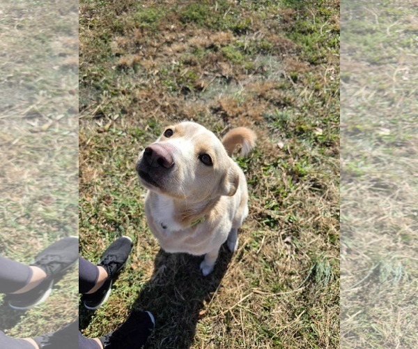 Medium Photo #6 Mutt Puppy For Sale in Woodbury, NY, USA