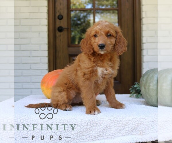 Medium Photo #2 Goldendoodle (Miniature) Puppy For Sale in PARADISE, PA, USA