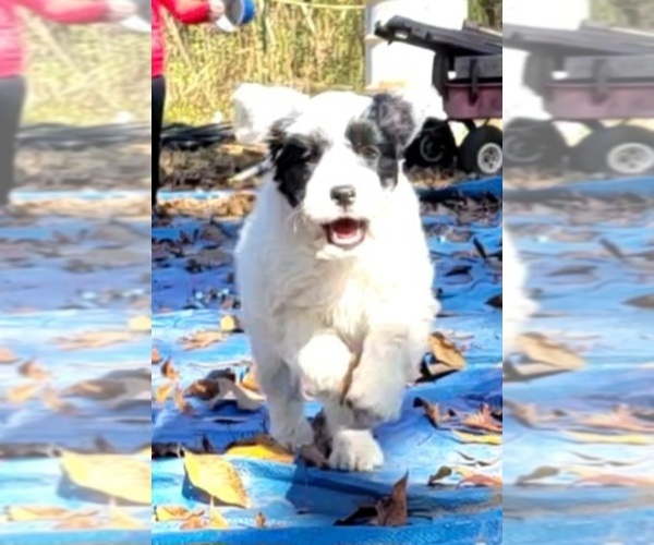Medium Photo #4 Portuguese Water Dog Puppy For Sale in MURFREESBORO, TN, USA