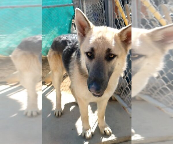 Medium Photo #2 German Shepherd Dog Puppy For Sale in Apple Valley, CA, USA