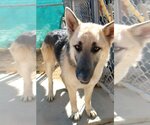 Small #1 German Shepherd Dog