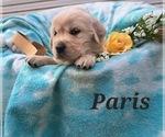 Puppy Paris Golden Retriever