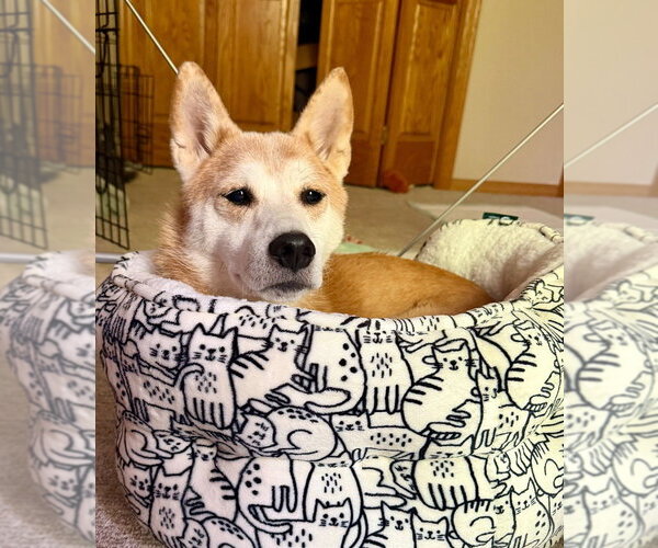 Medium Photo #8 Shiba Inu-Unknown Mix Puppy For Sale in Andover, MN, USA