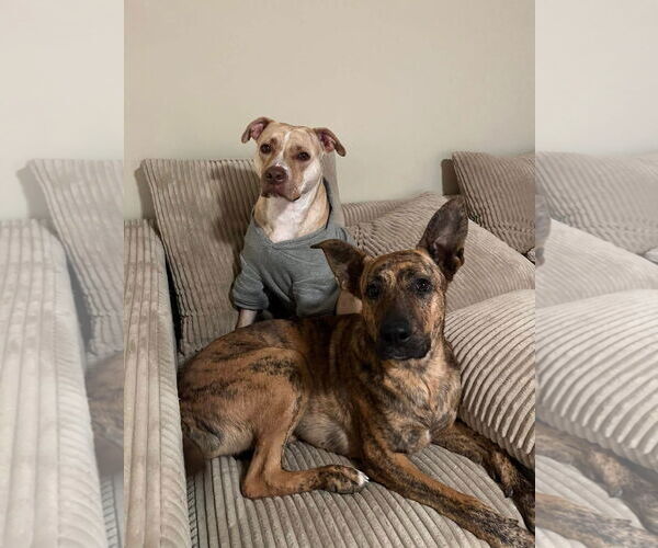 Medium Photo #8 American Pit Bull Terrier-German Shepherd Dog Mix Puppy For Sale in Germantown, OH, USA