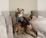 Small #7 American Pit Bull Terrier-German Shepherd Dog Mix