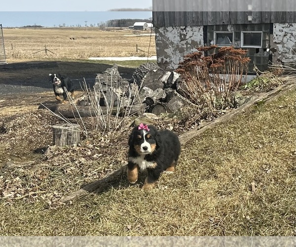 Medium Photo #2 Bernese Mountain Dog Puppy For Sale in ATHENS, WI, USA