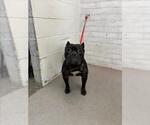 Small American Pit Bull Terrier-Bulldog Mix