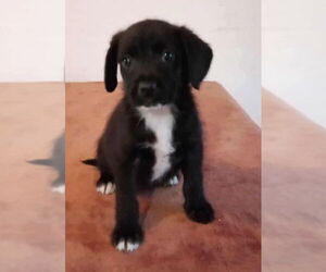 Medium Labrador Retriever Mix