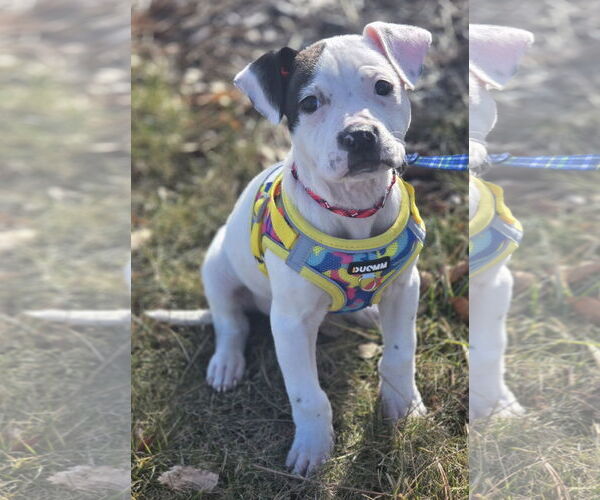 Medium Photo #1 Mutt Puppy For Sale in Clarkston, MI, USA