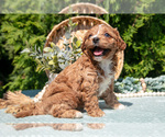Small Photo #15 Cavapoo Puppy For Sale in KIRKWOOD, PA, USA