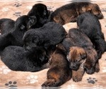 Image preview for Ad Listing. Nickname: Litter of 6
