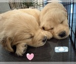 Small Photo #16 Golden Retriever Puppy For Sale in EXTON, PA, USA