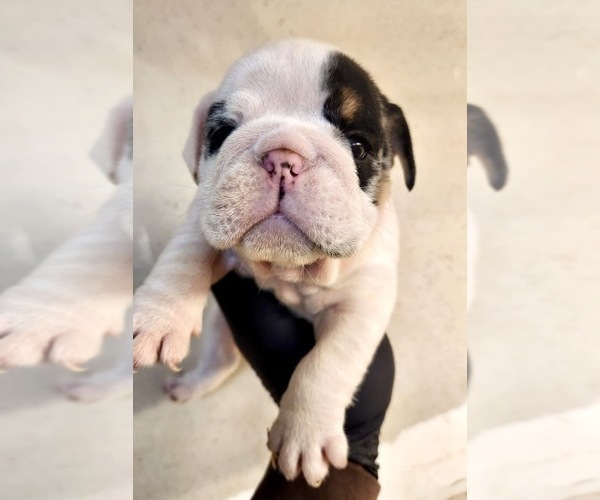 Medium Photo #1 English Bulldog Puppy For Sale in CHICAGO, IL, USA
