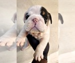 Small Photo #1 English Bulldog Puppy For Sale in CHICAGO, IL, USA