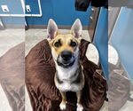 Small #2 German Shepherd Dog