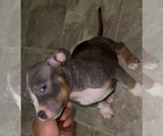 Puppy Puppy 2 American Bully