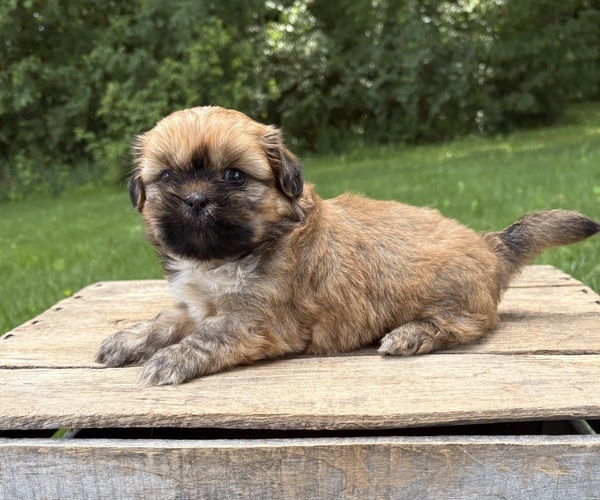 Medium Photo #2 Shih Tzu Puppy For Sale in MIDDLEBURY, IN, USA