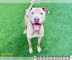 American Pit Bull Terrier Dogs for adoption in West Palm Beach, FL, USA