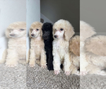 Small Photo #2 Poodle (Standard) Puppy For Sale in HOUSTON, TX, USA