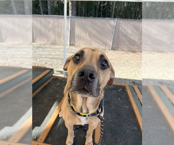 Medium Photo #1 Boxer-Unknown Mix Puppy For Sale in Palmetto, FL, USA