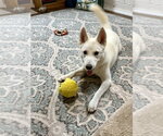 Small #7 Siberian Husky Mix