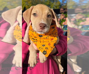 Mutt Dogs for adoption in Clarkston, MI, USA