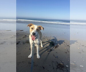 Goofy aka Skipper - Male Labrador Retriever-Unknown Mix Dog for Adoption - Photo #7