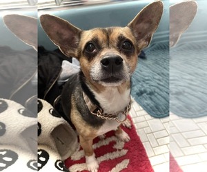 Wheezy - Female Chihuahua-Unknown Mix Dog for Adoption - Photo #6